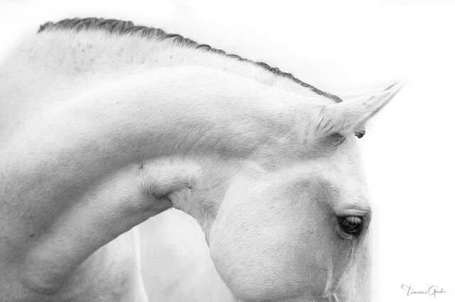 Black & White Horse Photograph Wall Art Prints | Photos by Tamara Gooch