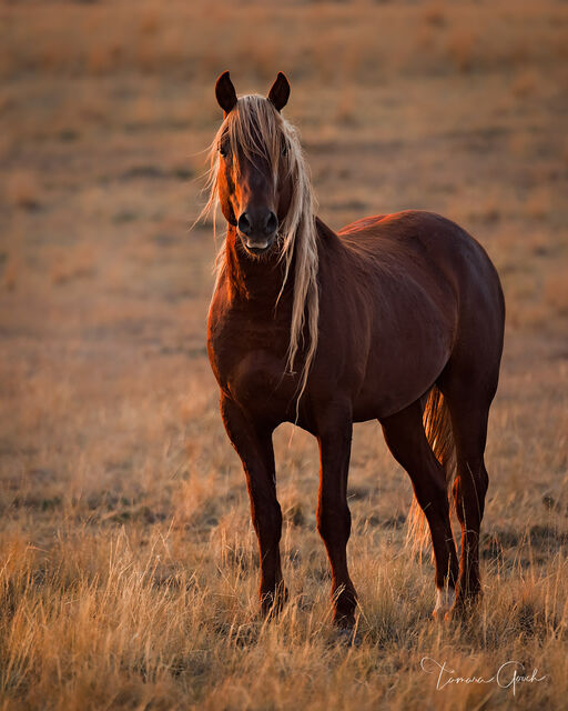 beautiful horse photography